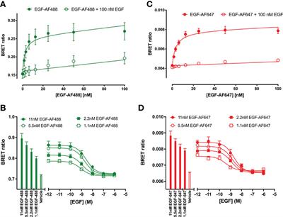 Fluorescently tagged nanobodies and NanoBRET to study ligand-binding and agonist-induced conformational changes of full-length EGFR expressed in living cells